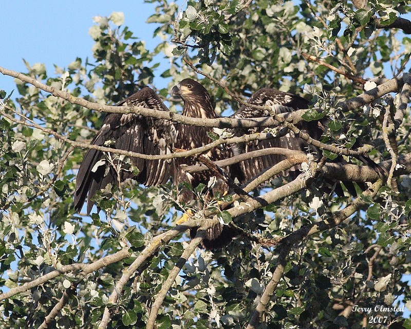 8-1-07  junior in flight_9789r.JPG
