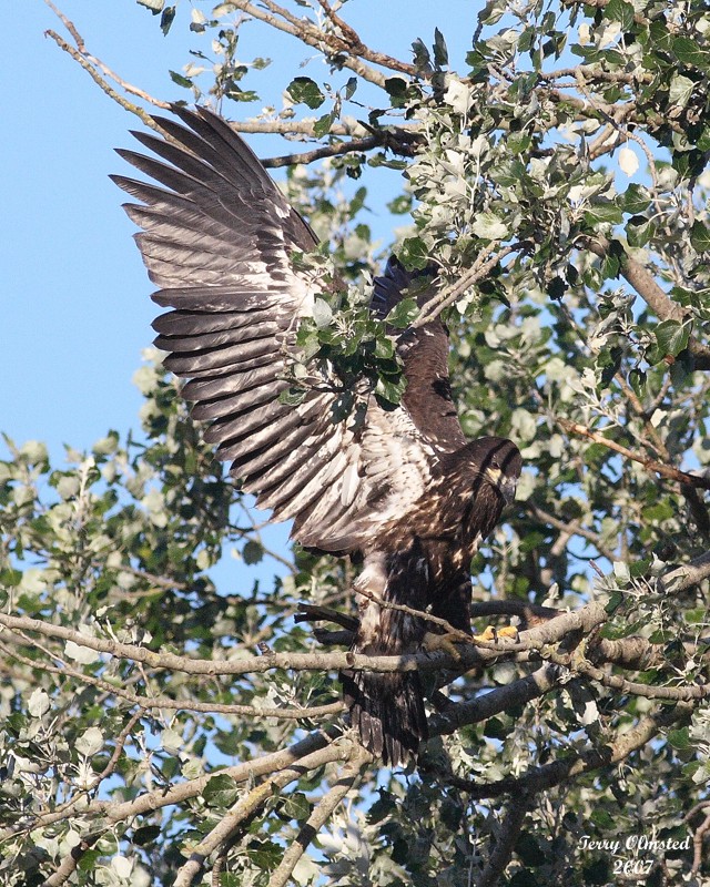 8-1-07  junior in flight_9791r.JPG