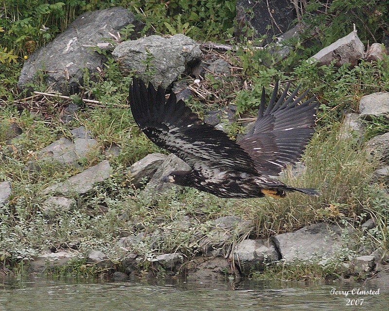 8-4-07 Junior in flight landing gear up 0215r.jpg