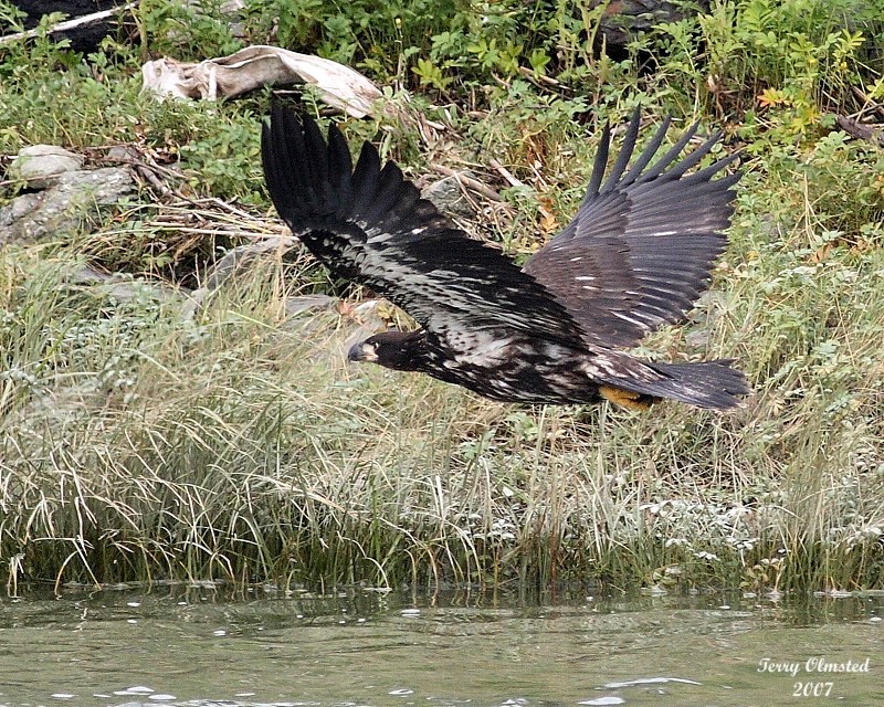 8-4-07 Junior in flight landing gear up 0216r.jpg