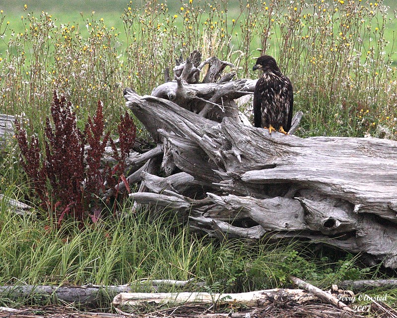 8-4-07 Junior on log_0066.JPG