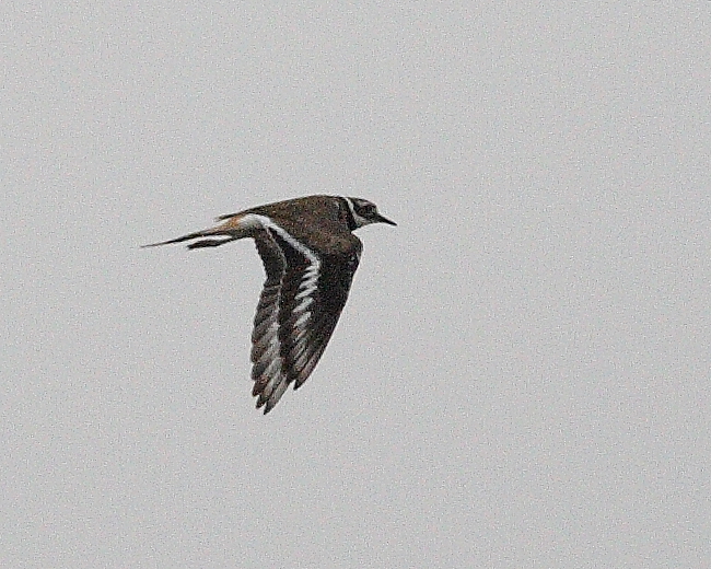 8-4-07 Killdeer 0098.JPG