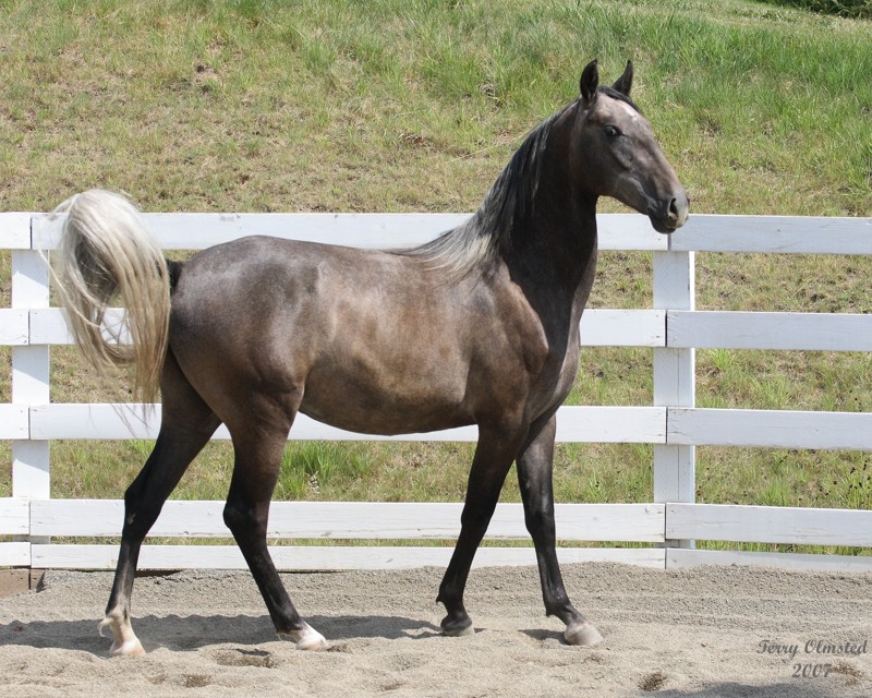 7--26-07 Sennia 9589r.jpg