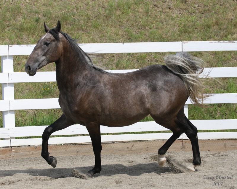 7--26-07 Sennia 9628r.jpg