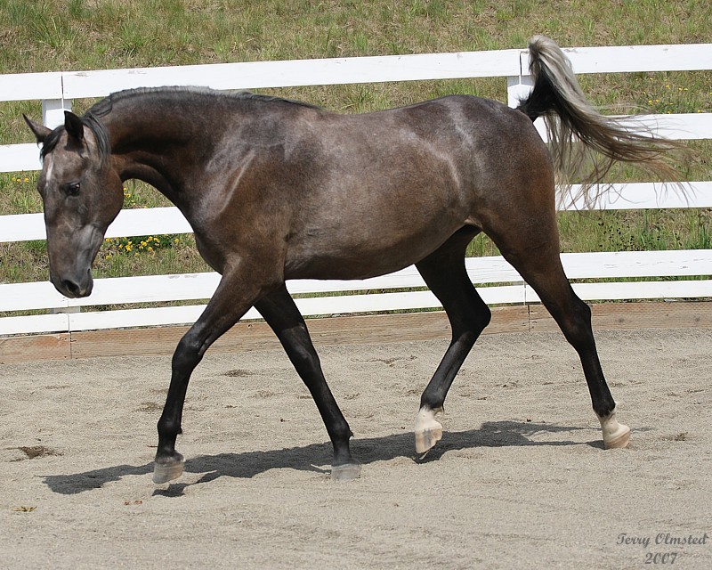7--26-07 Sennia 9640r.jpg