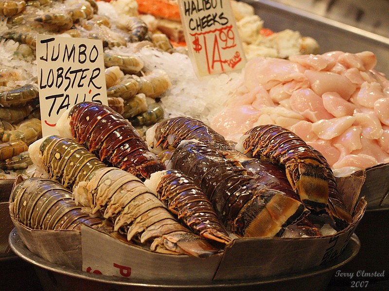 7-25-07 lobster 9489r.JPG