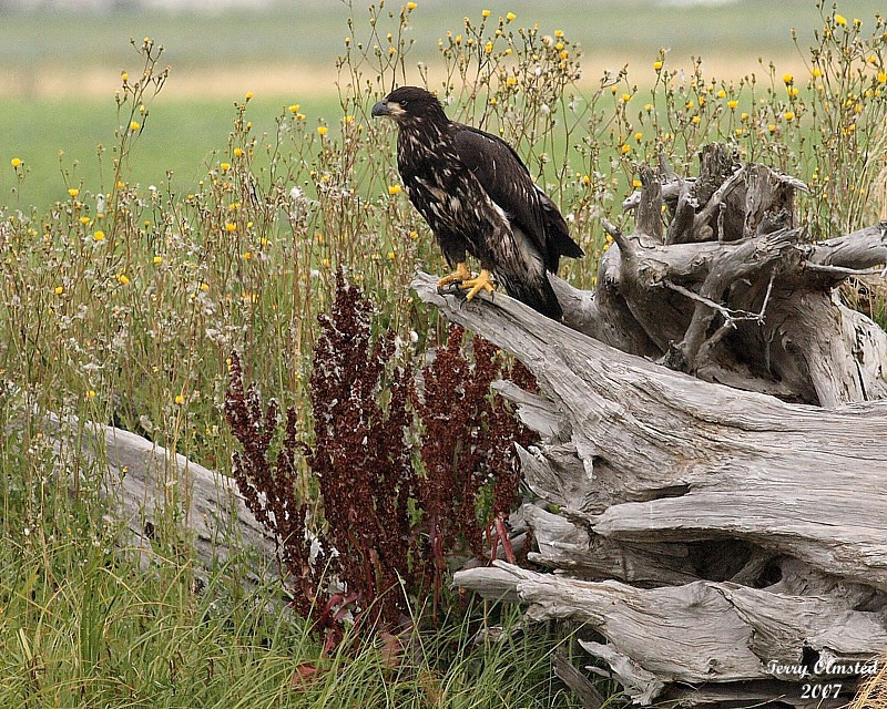 8-4-07 Junior on log_0157.jpg