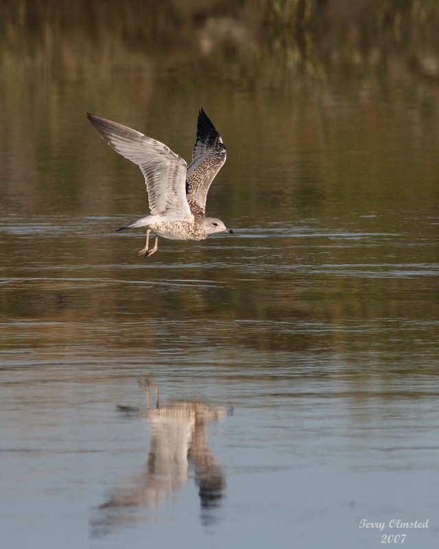 8-13-07 Gull takeoff0364.JPG