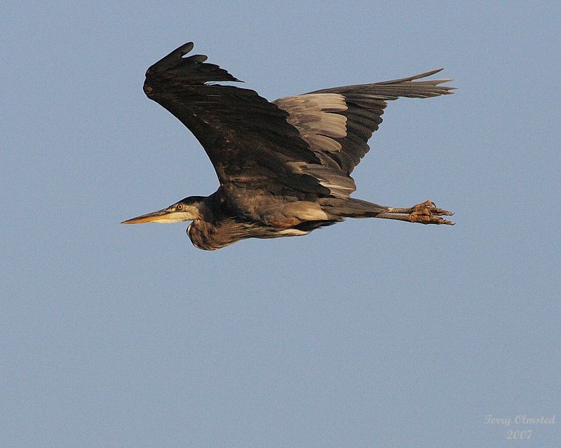 8-13-07 Heron 0296.JPG