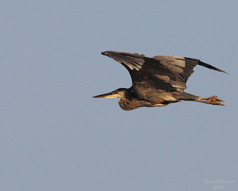 8-13-07 Heron 0297.JPG