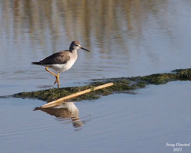 8-13-07 Yellow legs 0437r.JPG