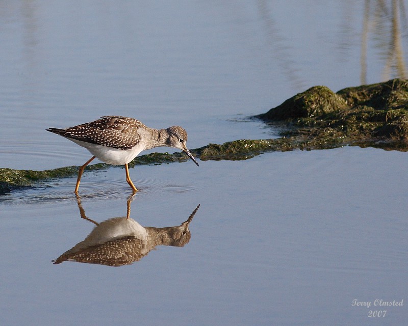 8-13-07 Yellow legs 0438 c2r.JPG