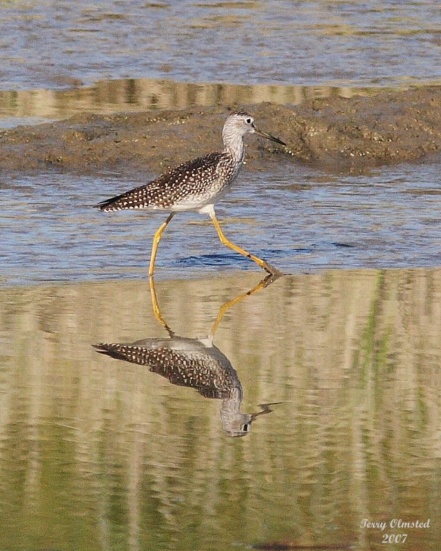 8-13-07 Yellow legs 0545r.jpg