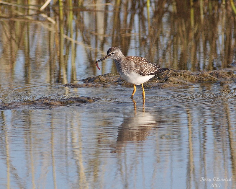 8-13-07 Yellow legs caught something 0410r.jpg