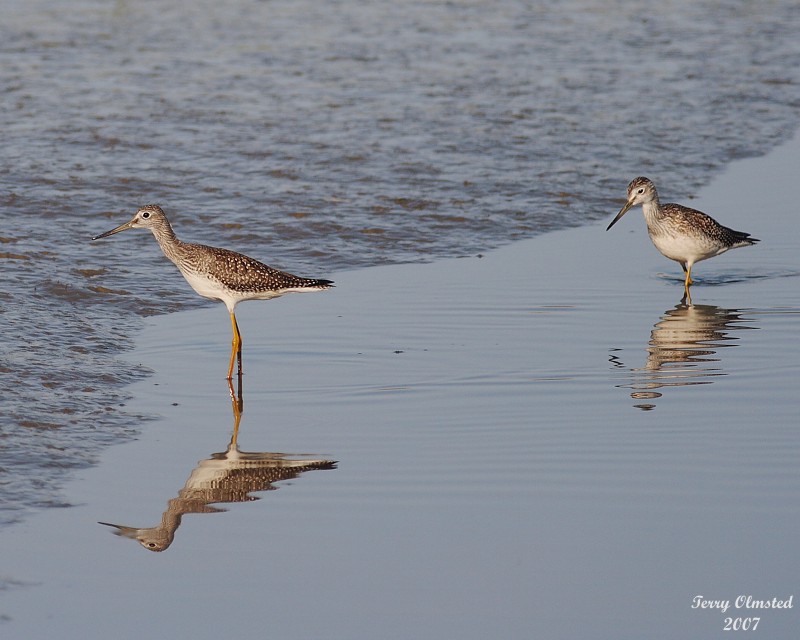 8-13-07 yellow legs pair0523r.JPG
