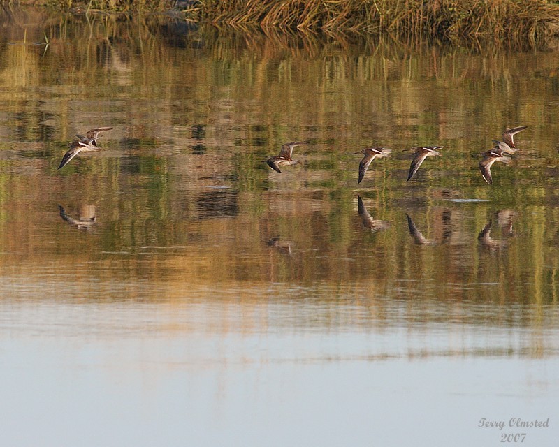 8-14-07 dowitchers_0286r.JPG