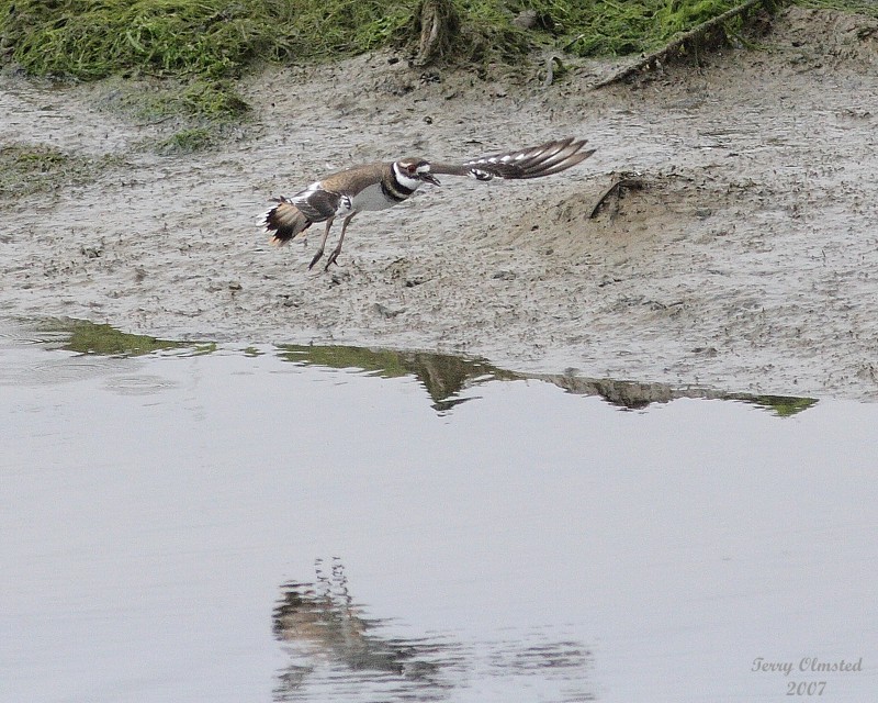 8-24-07 killdeer flight0746.JPG