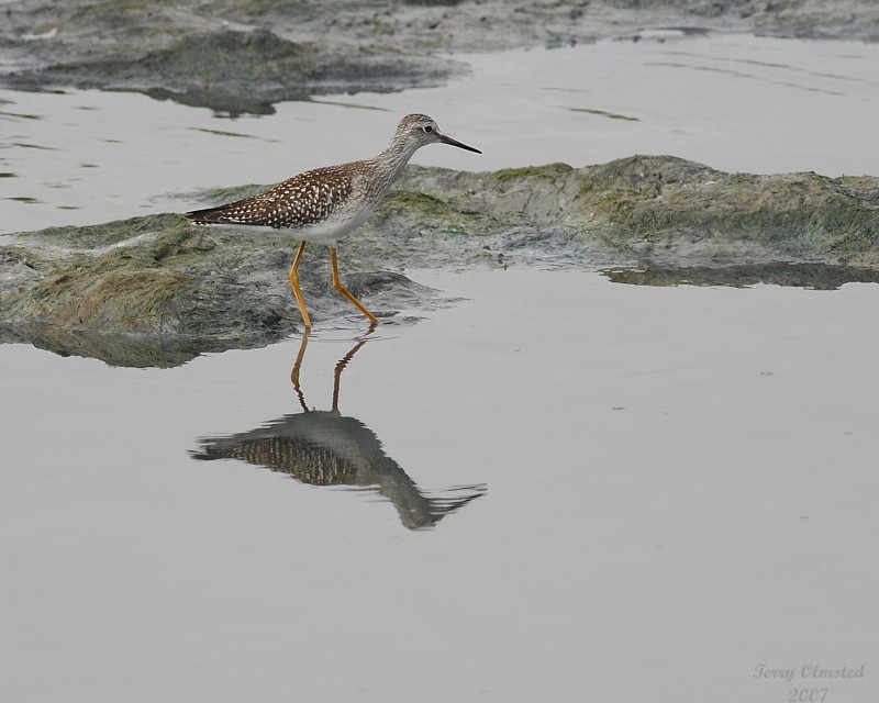 8-24-07 yellowlegs 0765.JPG