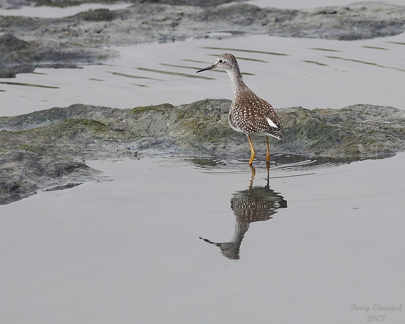 8-24-07 yellowlegs 0767.JPG