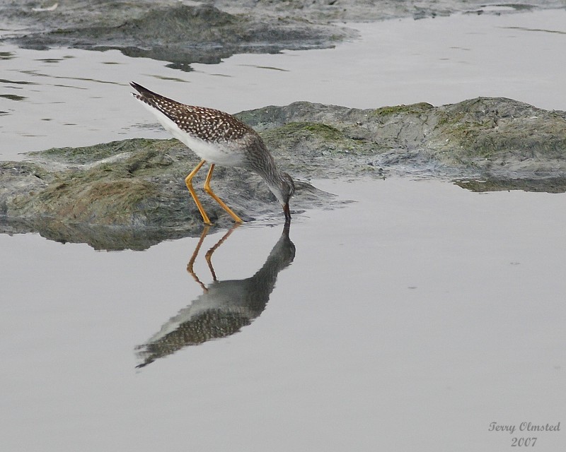 8-24-07 yellowlegs feeding 0763JPG.JPG