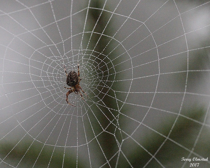 9-26-07 foggy day spider_1532.jpg