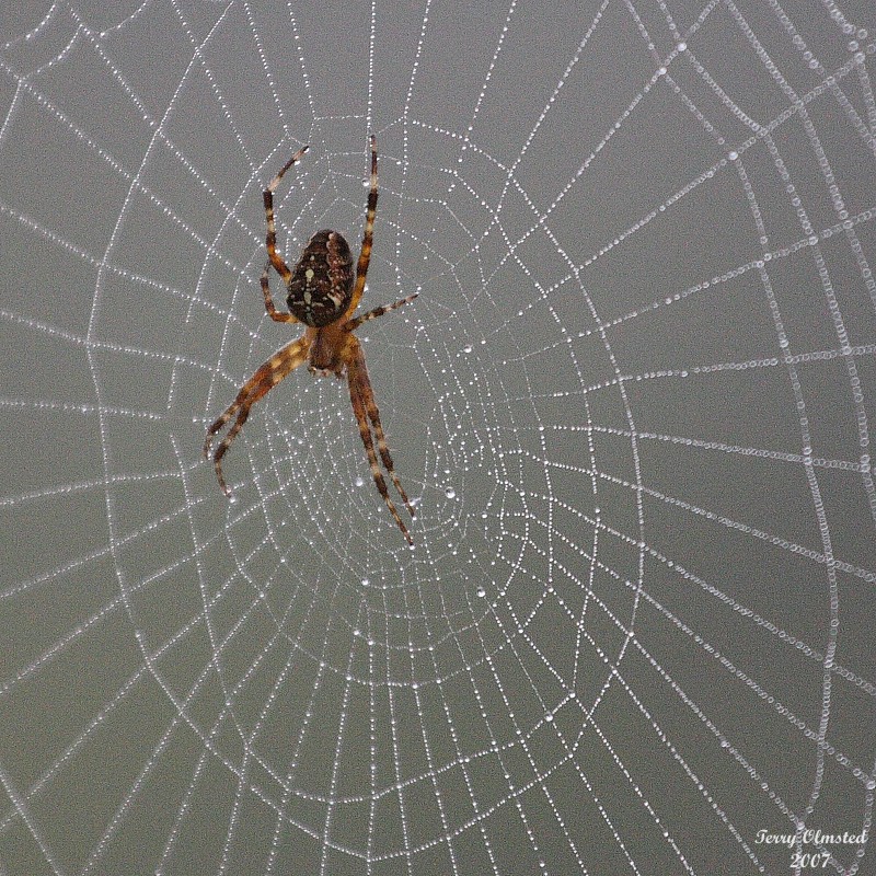 9-26-07 foggy day spider_1550c1.JPG