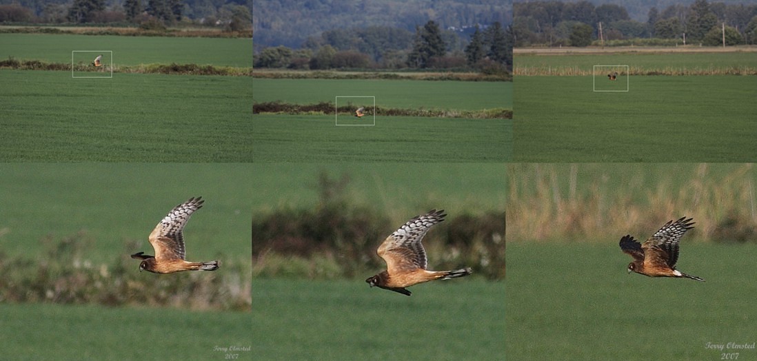 harrier sequence rev r.jpg