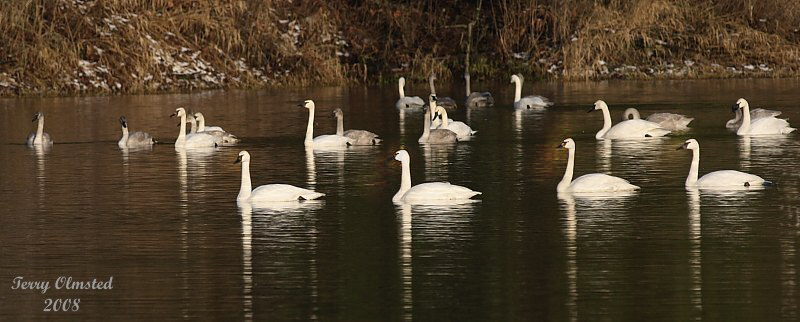 1-15-08 four swans_6278.jpeg