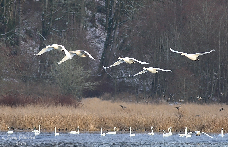 1-15-08 trumpeters_6287.JPG