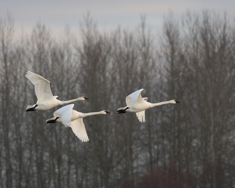 1-15-08 trumpeters_6359.JPG
