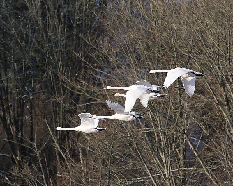1-15-08 trumpeters_6508.JPG