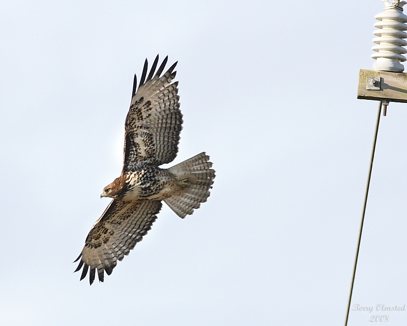 1-13-08 red-tail_6162.jpeg
