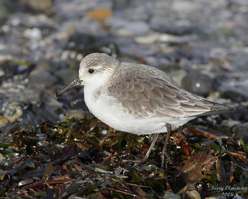 2-7-08 sanderling_6951.jpg