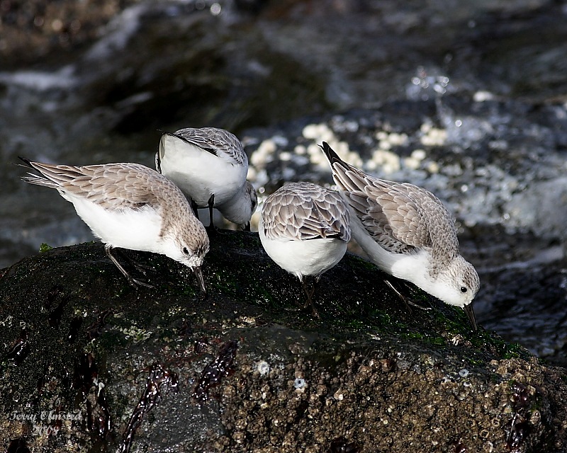 2-7-08 sanderlings_6954.JPG