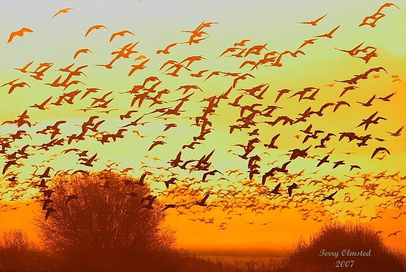 11-02-07 snowgeese morning sun_3409 ffv3.jpg