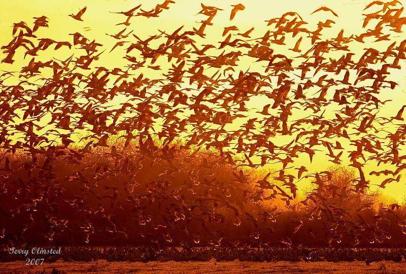 11-02-07 snowgeese morning sun_3410.jpg