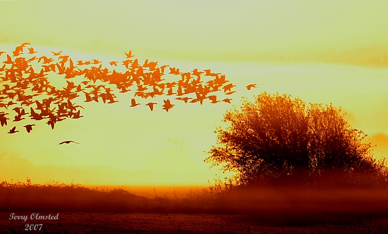 11-02-07snowgeese into morning sun_3395.JPG