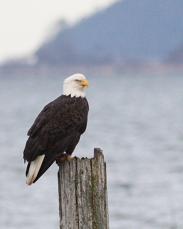 2-3-08 eagle on piling_6862.JPG