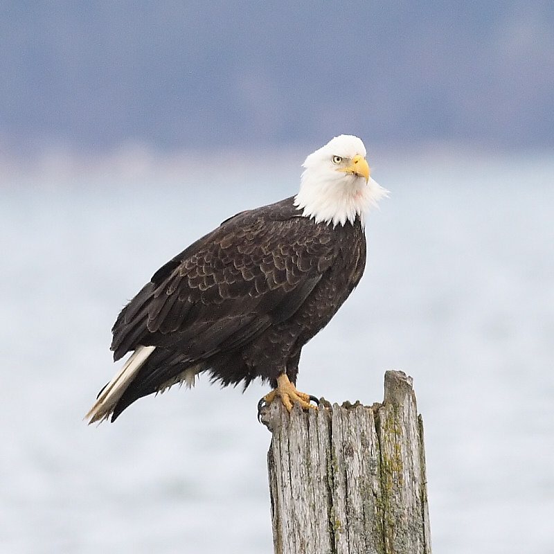 2-3-08 eagle_6872_filtered.jpg