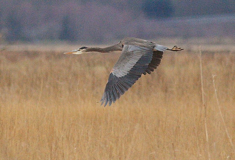 2-3-08 heron_6795.JPG