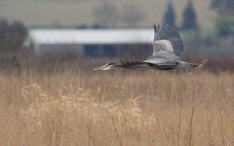 2-3-08 heron_6796.JPG