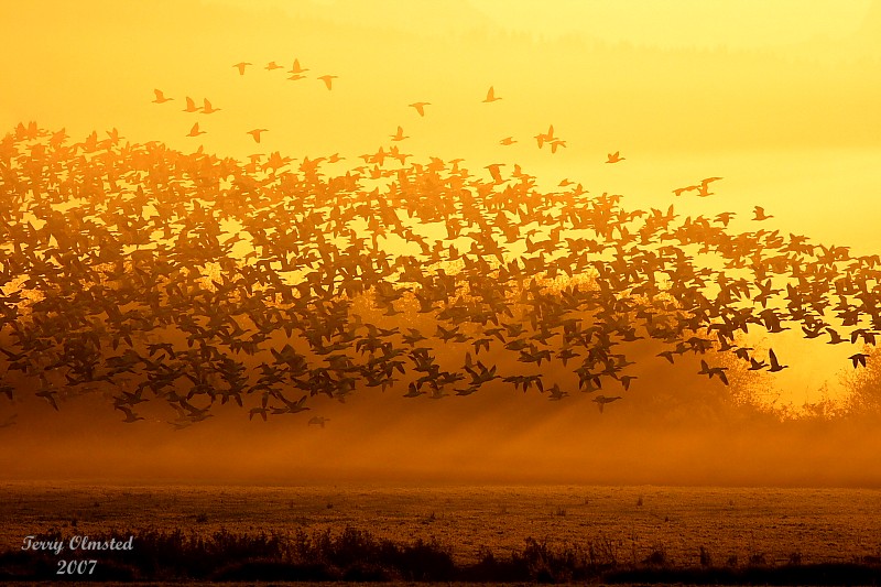 11-02-07snowgeese into morning sun_3391ff2b.jpg