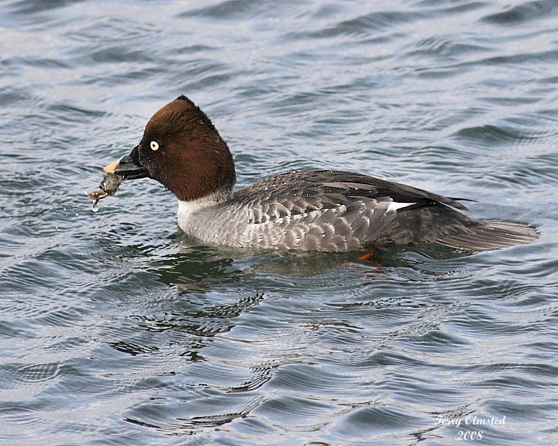 2-10-08 common goldeneye_7052.jpg