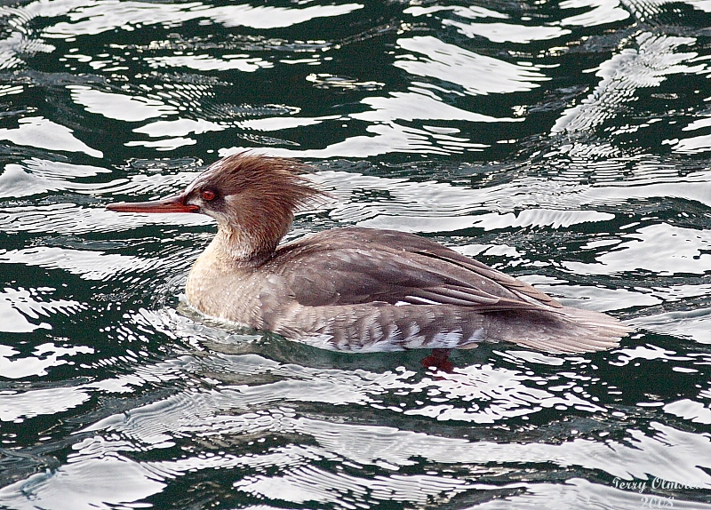 2-10-08 fm red-breasted merganser_6997.jpg