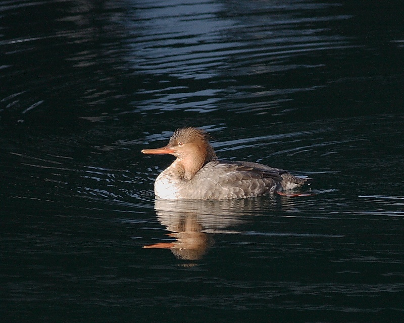 2-21-08 red-breasted merganser_7731.JPG
