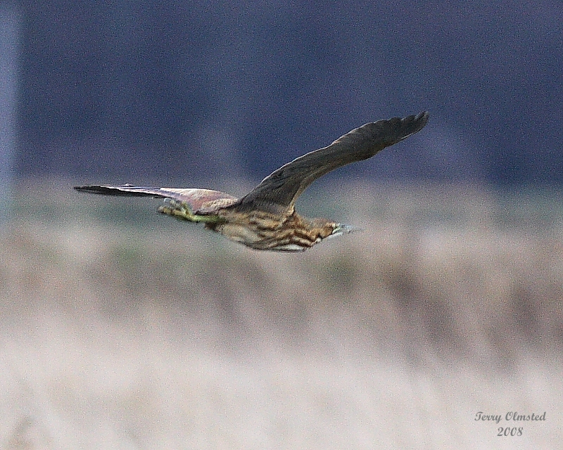 2-14-08 bittern_7226.JPG
