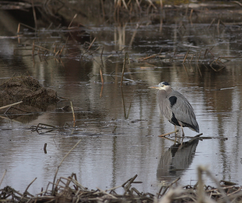 2-14-08 heron_7434 c2.JPG