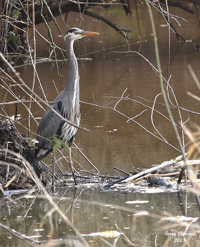 2-14-08 heron_7454.JPG