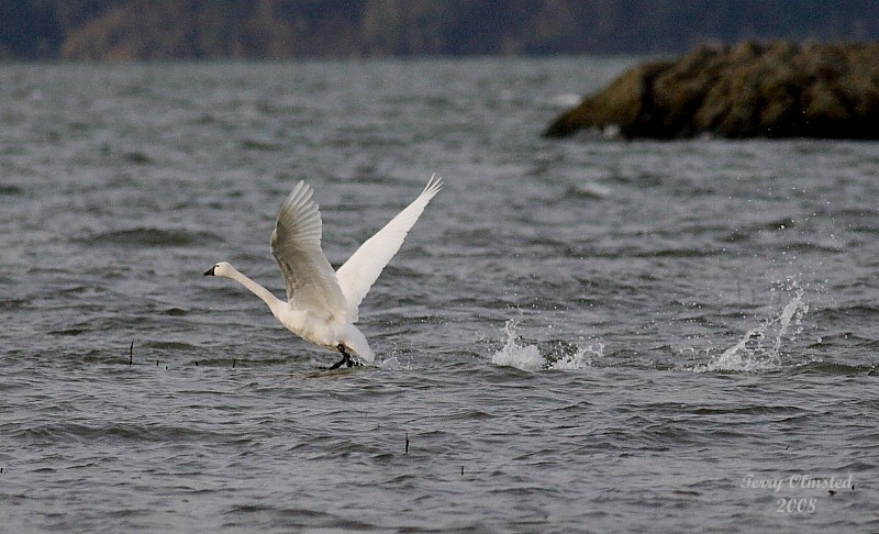 2-14-08 morning takeoff_7305.JPG