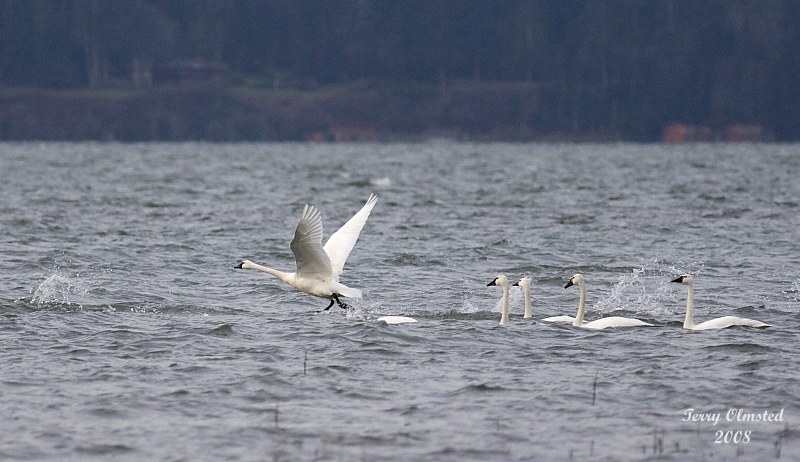 2-14-08 morning takeoff_7323.JPG